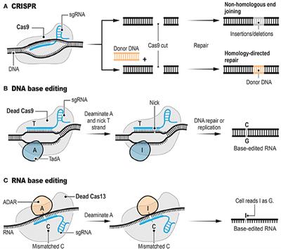 Frontiers | Commentary: RNA Editing With CRISPR-Cas13